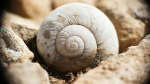 Coquille d'escargot en spirale, la forme qui a donné son nom à la cochlée